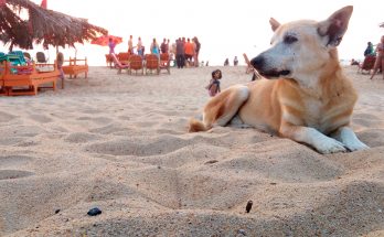 pies na plaży