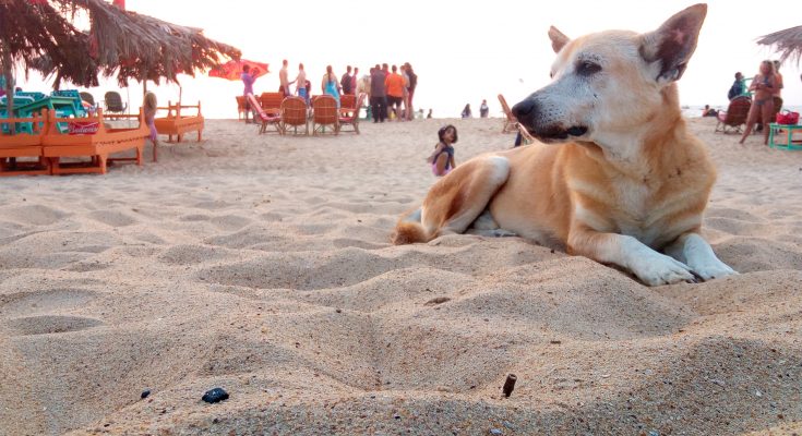 pies na plaży